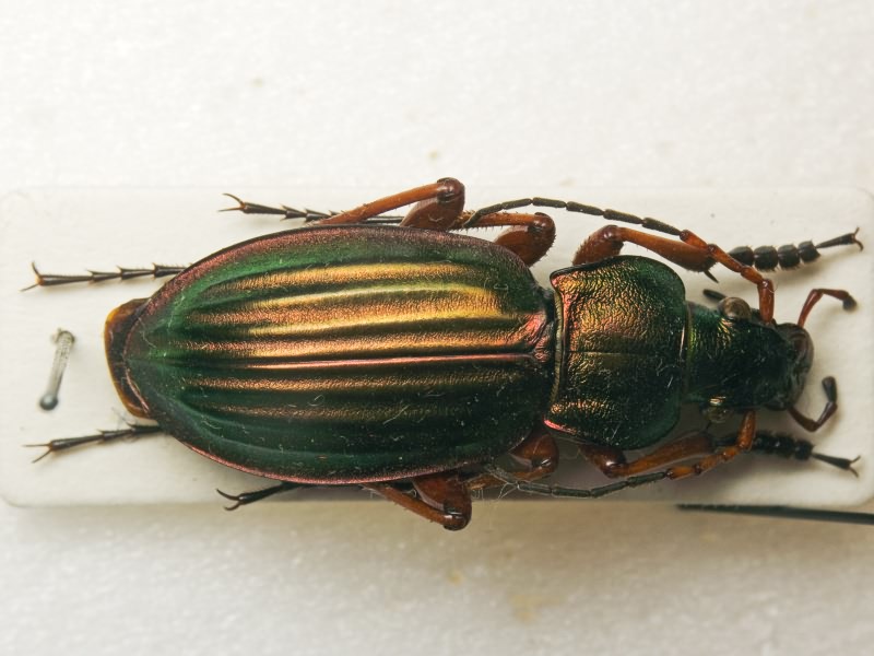 Carabus auratus auratus Linne, 1761